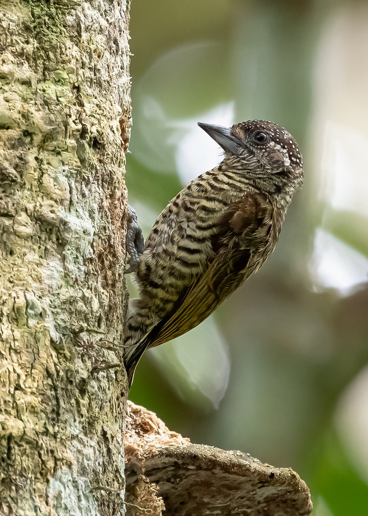 Lafresnaye's Piculet (Picumnus lafresnayi) photo