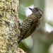 Lafresnaye's Piculet - Photo (c) David Monroy R, some rights reserved (CC BY-NC), uploaded by David Monroy R