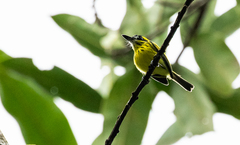 Todirostrum chrysocrotaphum