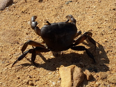 Potamonautes barnardi
