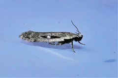 Gelechia jakovlevi
