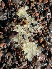 Bythotrephes longimanus