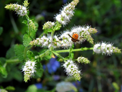 Ectophasia leucoptera