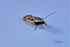 Gelechia jakovlevi