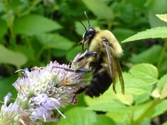 Bombus griseocollis