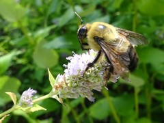 Bombus griseocollis