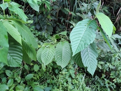 Camptotheca acuminata
