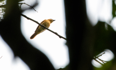 Pachyramphus castaneus