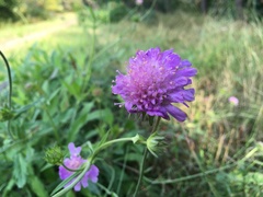 Knautia arvensis