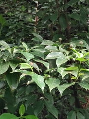 Cornus elliptica