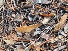 Tomonotus ferruginosus