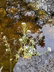 Dontostemon pinnatifidus