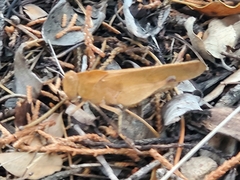 Tomonotus ferruginosus