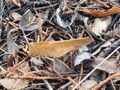 Tomonotus ferruginosus