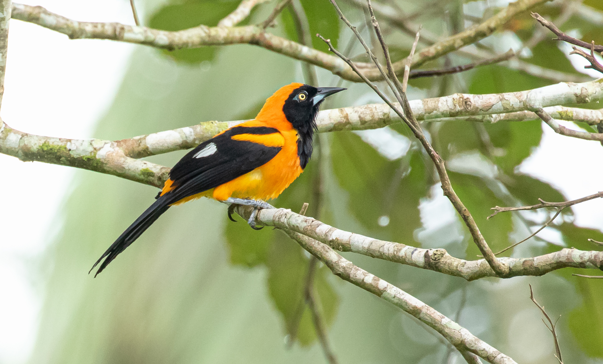 Orange-backed Troupial (Icterus croconotus) · iNaturalist