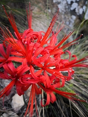 Nerine sarniensis