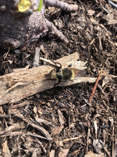 photo of Bumble Bee Robber Fly (Mallophora fautrix)