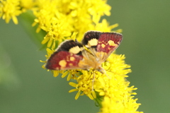 Pyrausta falcatalis