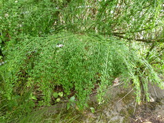 Carmichaelia odorata