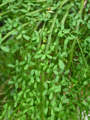 Carmichaelia odorata