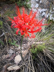 Nerine sarniensis
