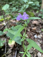 Galeopsis angustifolia