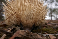 Tachyglossus aculeatus multiaculeatus