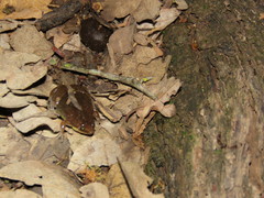 Elachistocleis haroi