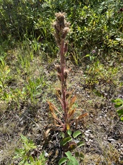 Saussurea baicalensis