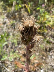 Saussurea baicalensis