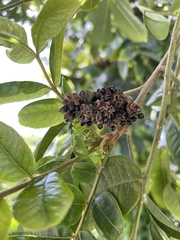 Zanthoxylum martinicense