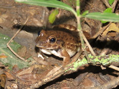 Leptodactylus bufonius