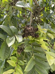 Zanthoxylum martinicense