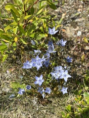 Lomatogonium carinthiacum