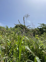 Paspalum fasciculatum