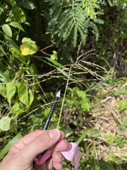 Paspalum fasciculatum