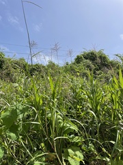 Paspalum fasciculatum