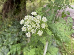 Anthriscus sylvestris