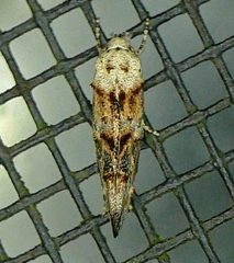 Mompha rufocristatella