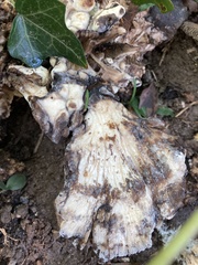 Meripilus sumstinei