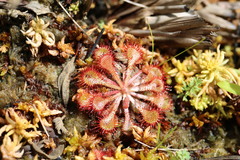 Drosera natalensis