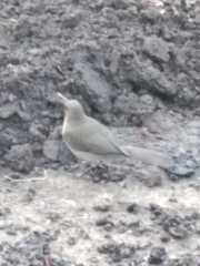 Turdus ignobilis