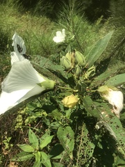 Hibiscus lasiocarpos