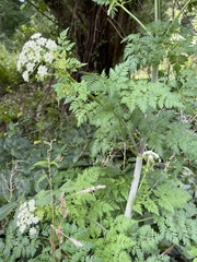 Anthriscus sylvestris