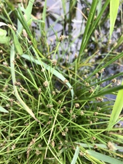 Eleocharis flavescens