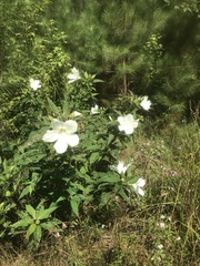 Hibiscus lasiocarpos