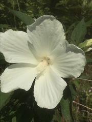 Hibiscus lasiocarpos