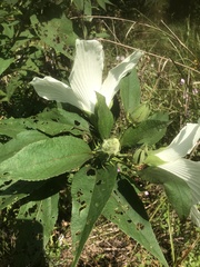 Hibiscus lasiocarpos