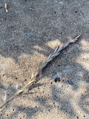 Elymus sibiricus