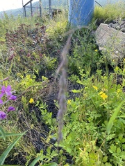 Elymus sibiricus